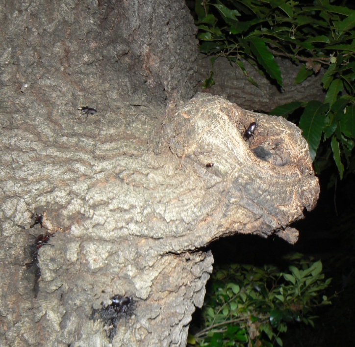 団地前のクヌギ_正面ｰ目線_コクワガタ4♂、ノコギリクワガタ1♂ 2021年6月18日 19時55分頃 気温23度